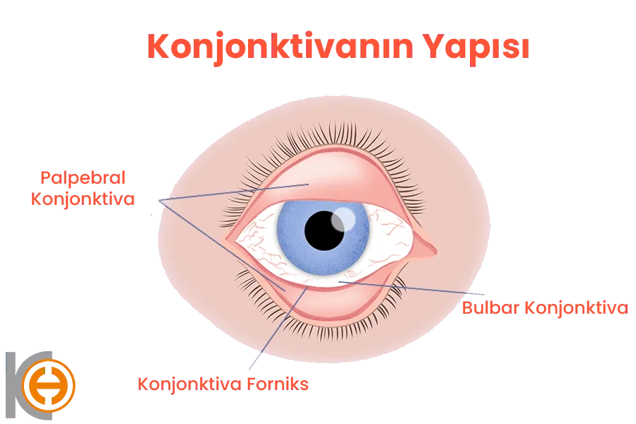 Bindvlies (Conjunctiva)