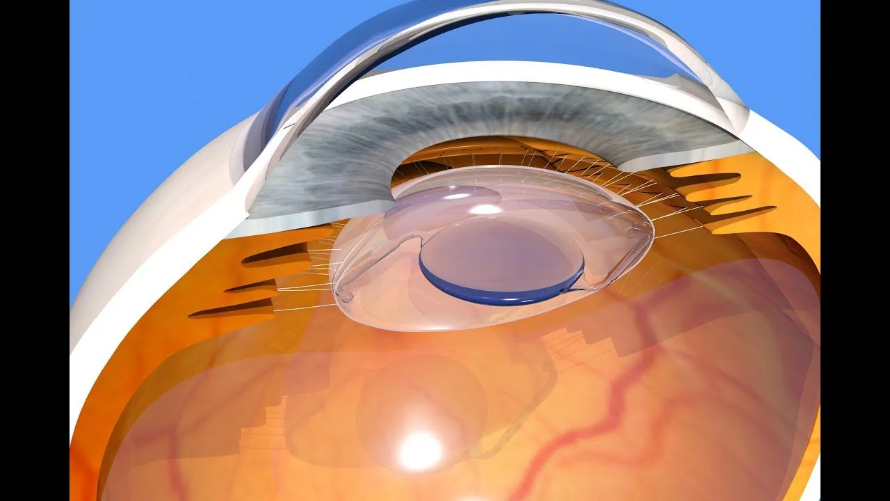 The lens of the eye