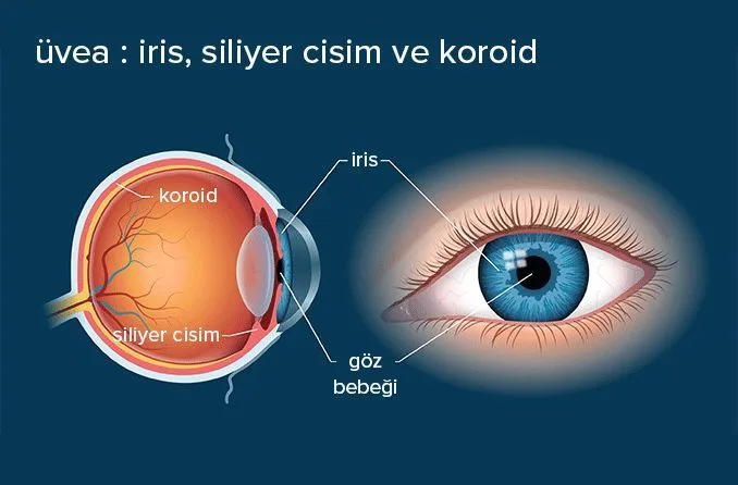 Anatomie van het oog