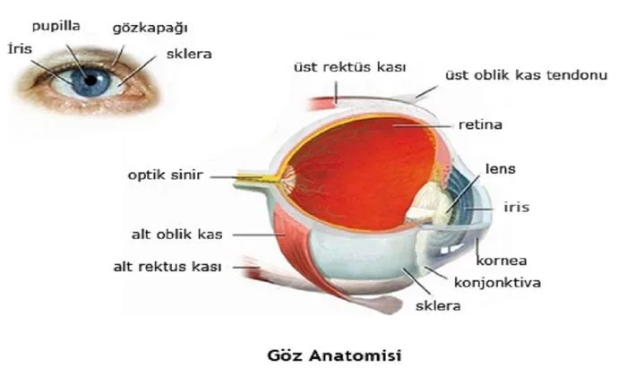 Anatomie van het oog