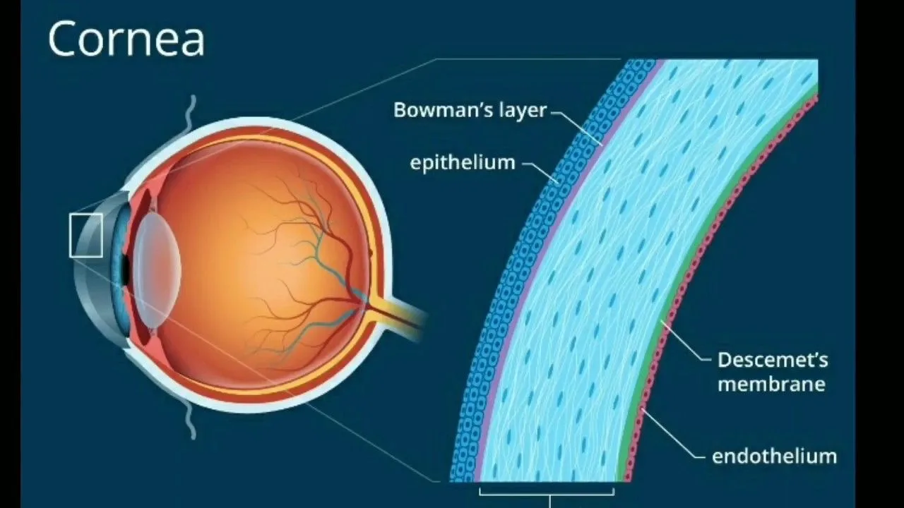 Waarom de dikte van het hoornvlies bij een laserbehandeling belangrijk is