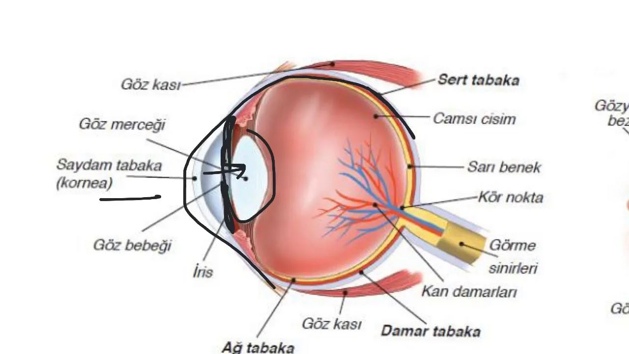 Het oog en de anatomie van het oog